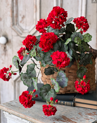 Jubilee Geranium Weeping Bush | 21